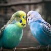 budgie-4544624_640